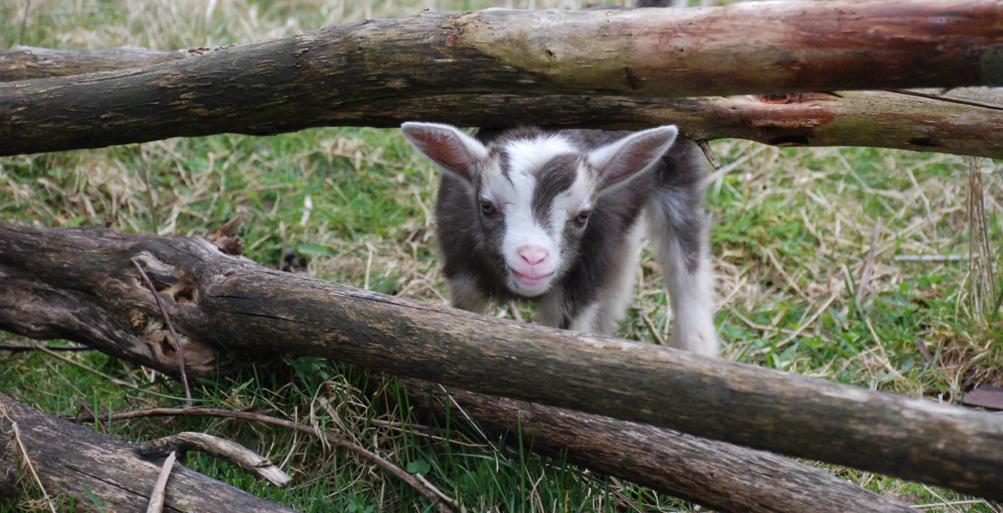 Rosebud, a baby goat, peeking between split-rail logs in the grass at Harmony Acres