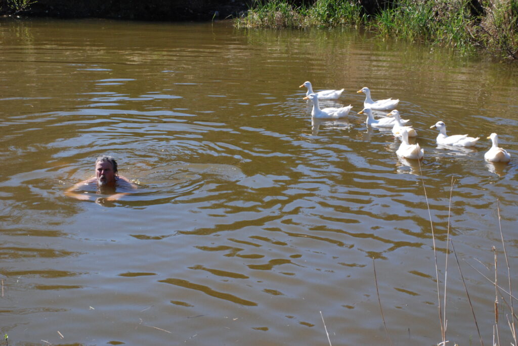 A farmer swimming in the farm pond, followed by a line of white Pekin ducks