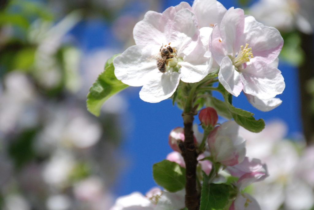 A bee on white apple blossom against a blue sky